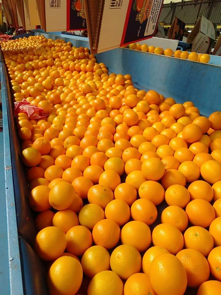 Oranges running through the washing and grading line