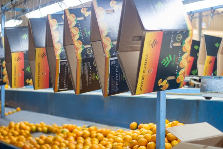 Pallets of Elsahn Greens citrus cartons in the cold store