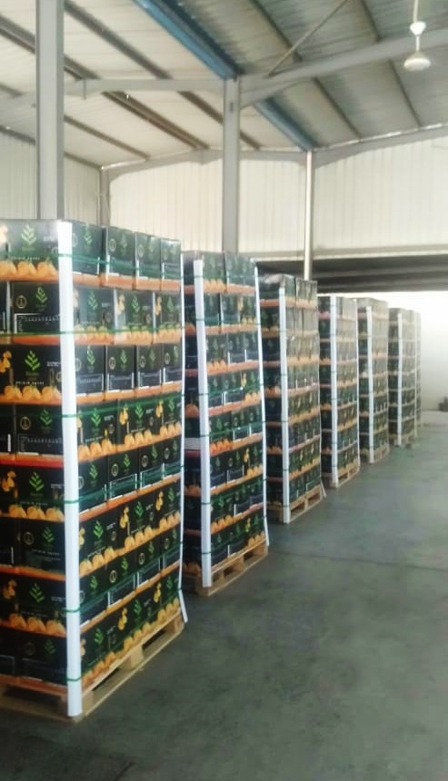 Pallets of Elsahn Greens citrus cartons in the cold store