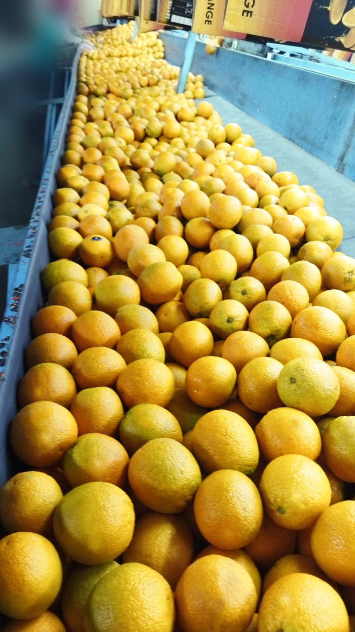 Oranges running along the grading line before packing