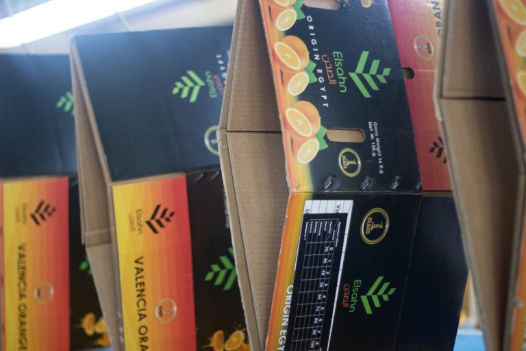 Oranges running along the grading line before packing