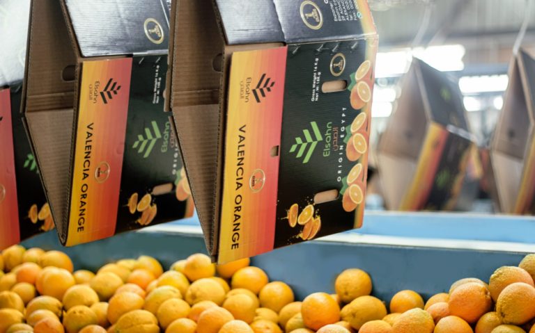 Cartons printed Valencia Orange being filled on the packing line