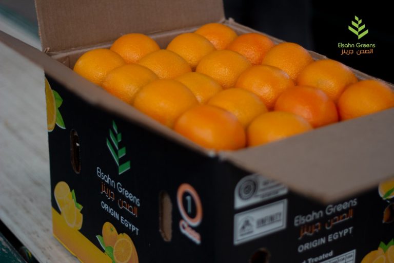 Oranges packed into an Elsahn Greens carton marked Origin Egypt