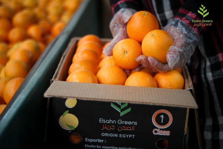 Oranges packed into an Elsahn Greens carton marked Origin Egypt
