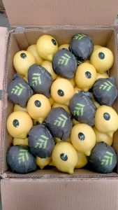Lemons in Elsahn Greens branded fruit wraps, packed into an export carton