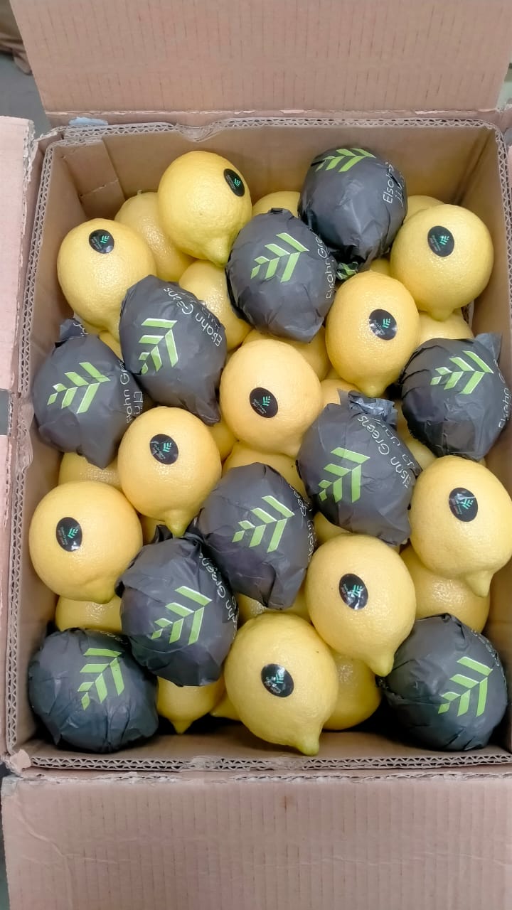 Lemons in Elsahn Greens branded fruit wraps, packed into an export carton