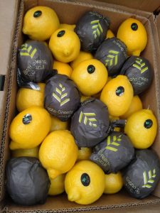 Lemons in Elsahn Greens branded fruit wraps, packed into an export carton