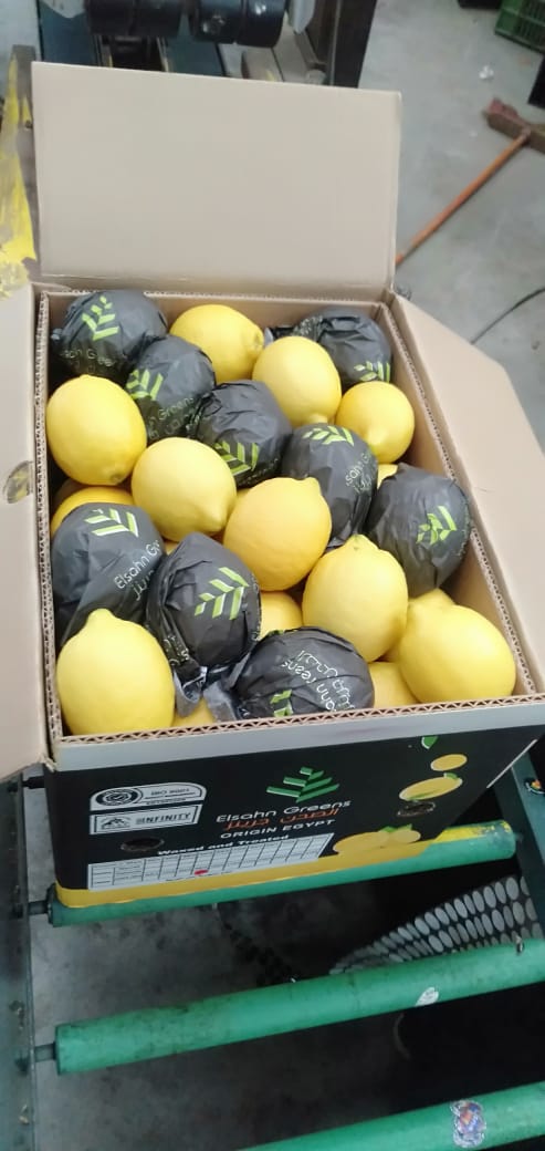 Lemons in Elsahn Greens branded fruit wraps, packed into an export carton