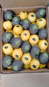 Lemons in Elsahn Greens branded fruit wraps, packed into an export carton
