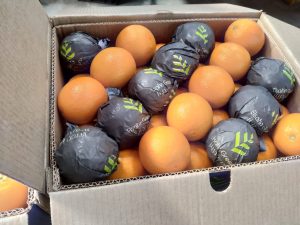 Oranges in Elsahn Greens fruit wraps packed into an export carton