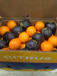 Oranges in Elsahn Greens fruit wraps packed into an export carton