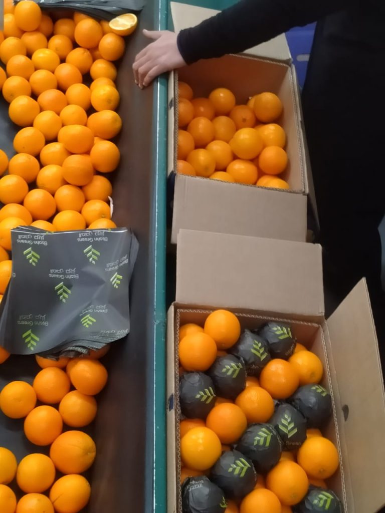Oranges being hand-packed from the grading line into cartons