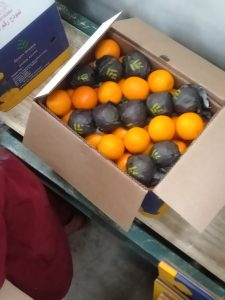 Oranges in Elsahn Greens fruit wraps packed into an export carton