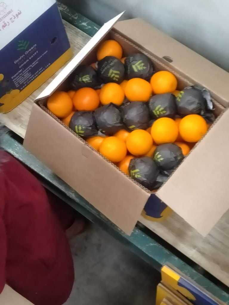 Oranges in Elsahn Greens fruit wraps packed into an export carton
