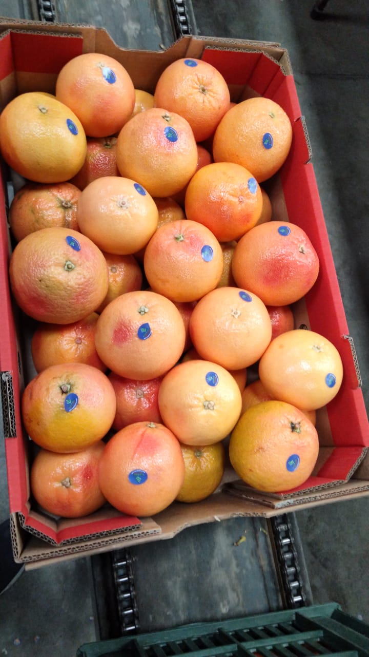 Egyptian grapefruit packed into a field crate