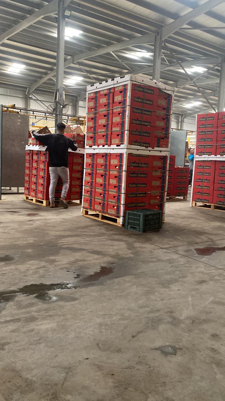 Stacked crates of grapefruit in the cold store