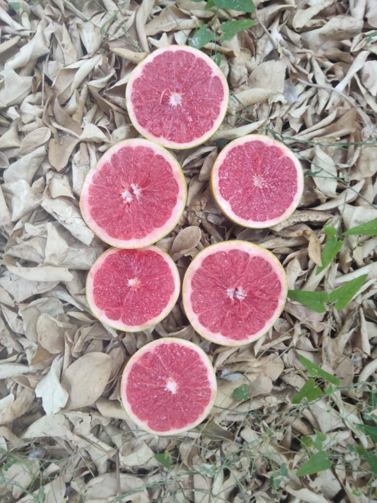 Egyptian grapefruit cut in half, showing deep pink flesh