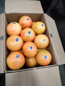 Graded grapefruit filling an open export carton