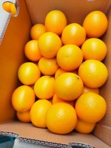 Bare graded oranges filling an export carton