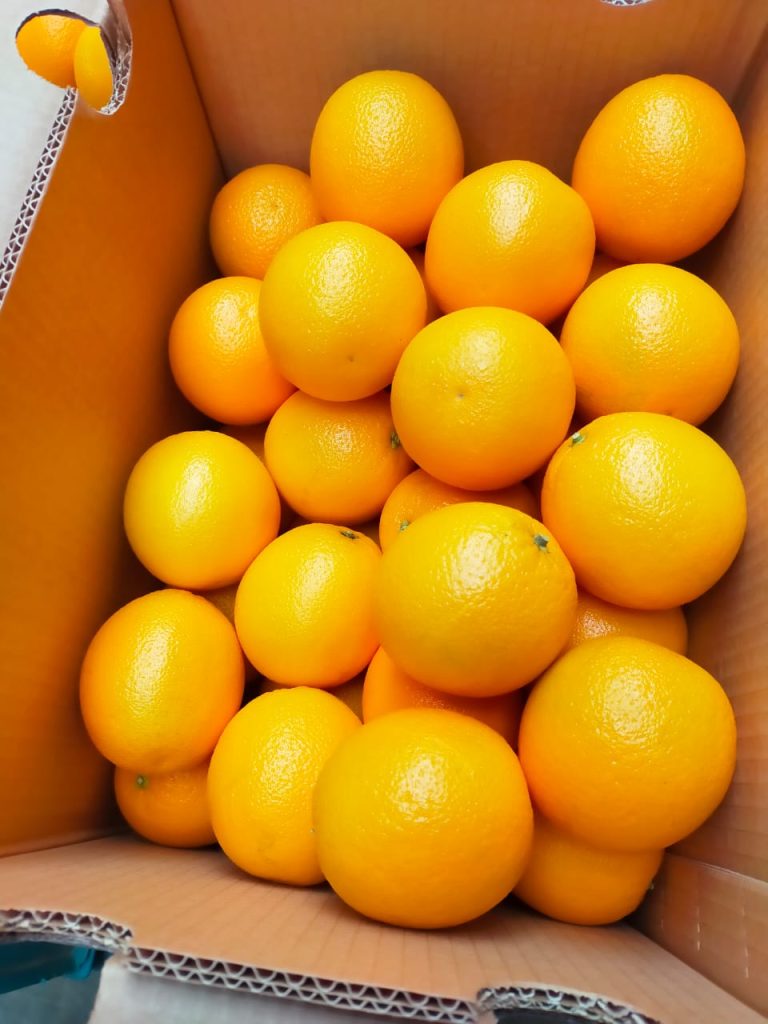 Bare graded oranges filling an export carton