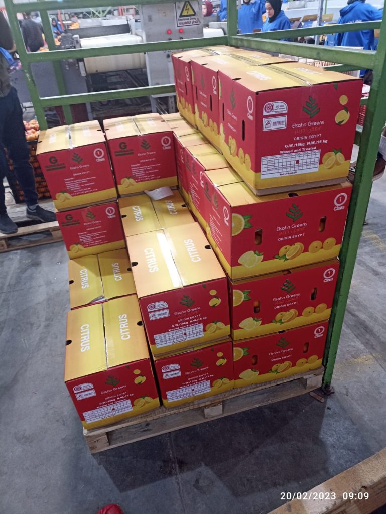 Palletised cartons awaiting the reefer