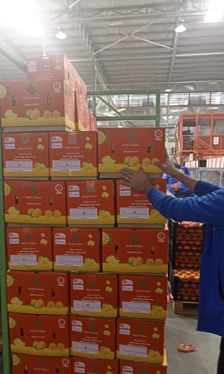 Pallets of Elsahn Greens citrus cartons stacked in the packhouse