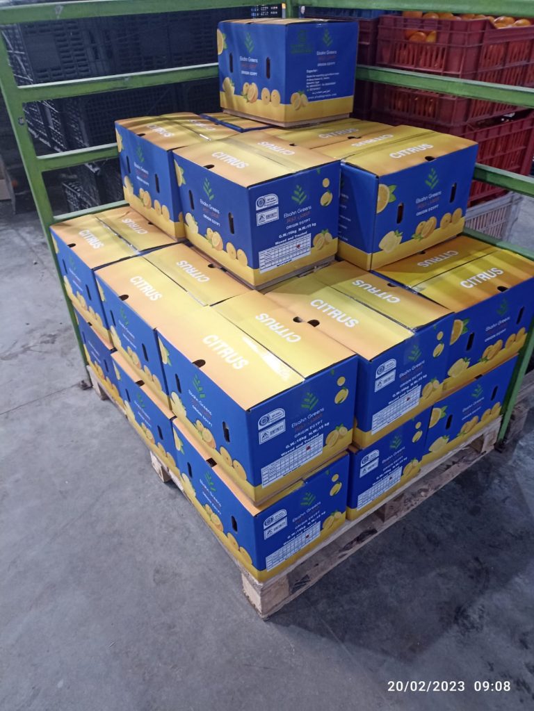 Pallets of Elsahn Greens citrus cartons stacked in the packhouse