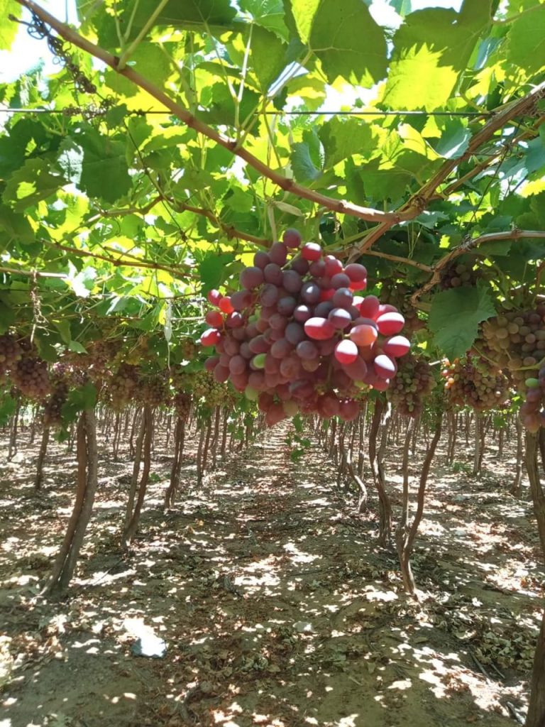 Bunches of Egyptian table grapes ripening on the vine