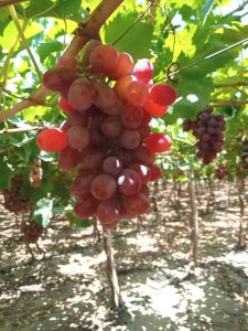 Bunches of Egyptian table grapes ripening on the vine