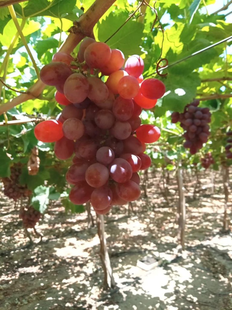 Bunches of Egyptian table grapes ripening on the vine