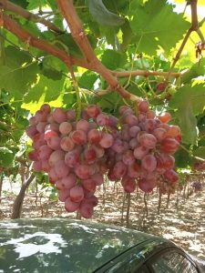 Bunches of Egyptian table grapes ripening on the vine