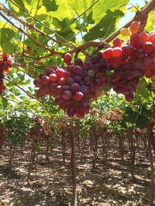 Bunches of Egyptian table grapes ripening on the vine