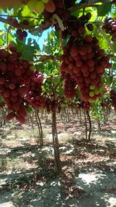 Bunches of Egyptian table grapes ripening on the vine