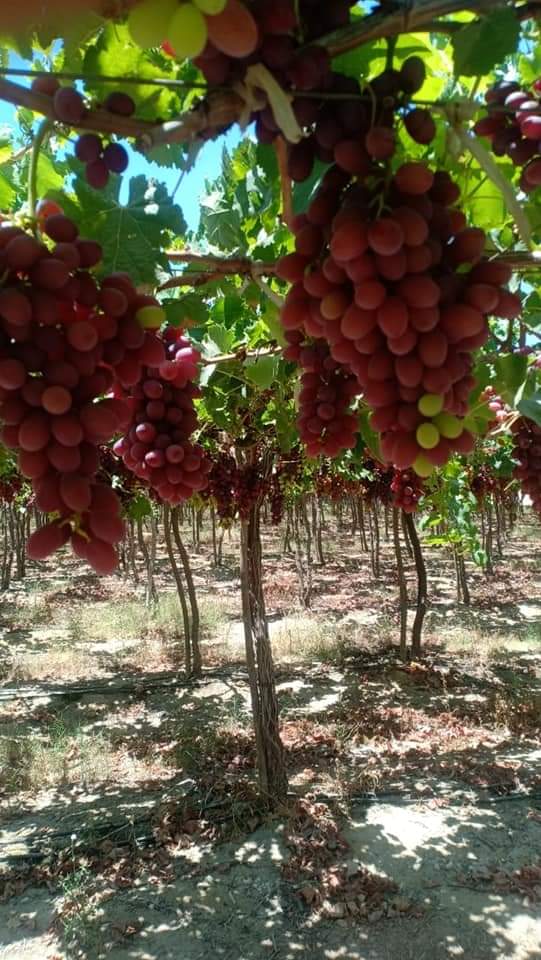 Bunches of Egyptian table grapes ripening on the vine