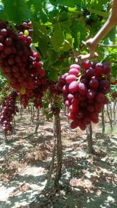 Bunches of Egyptian table grapes ripening on the vine