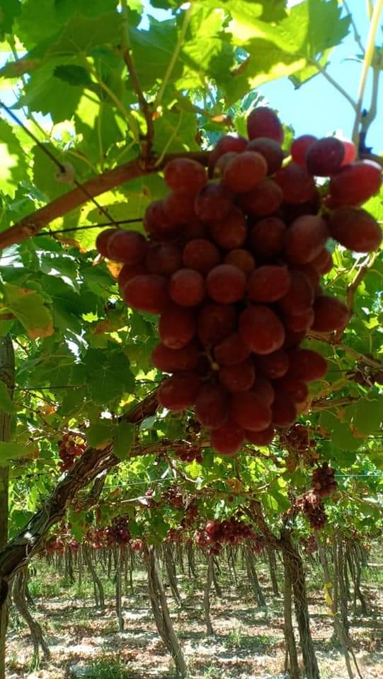 Bunches of Egyptian table grapes ripening on the vine
