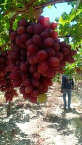 Bunches of Egyptian table grapes ripening on the vine