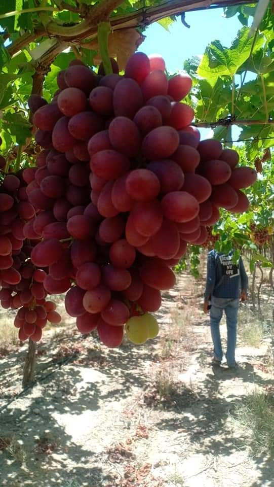 Bunches of Egyptian table grapes ripening on the vine