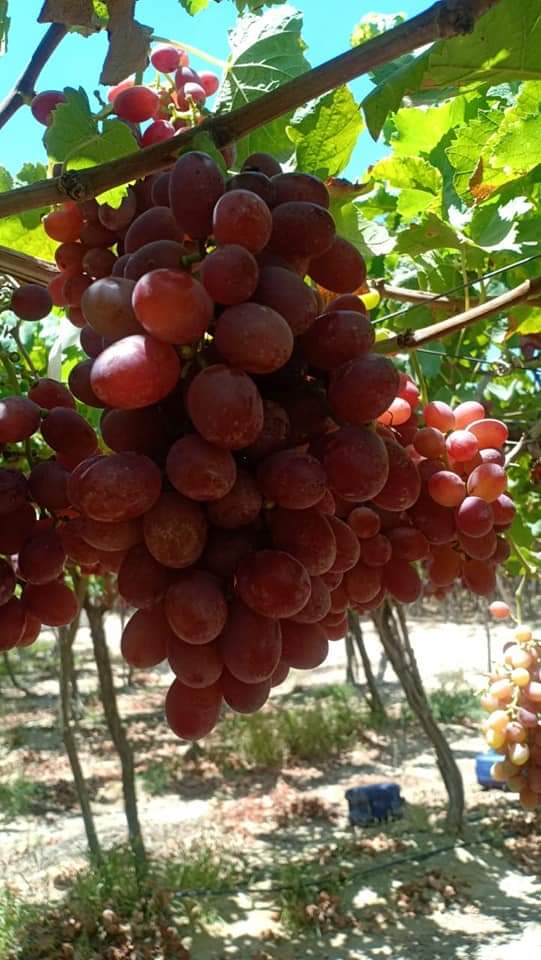 Bunches of Egyptian table grapes ripening on the vine
