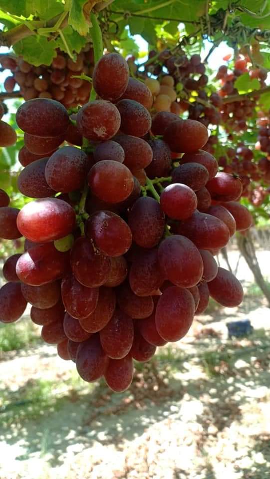 Bunches of Egyptian table grapes ripening on the vine