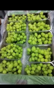 White table grapes packed into retail punnets