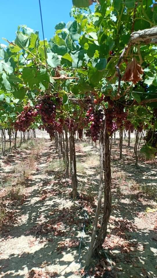 Bunches of Egyptian table grapes ripening on the vine