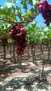 Bunches of Egyptian table grapes ripening on the vine