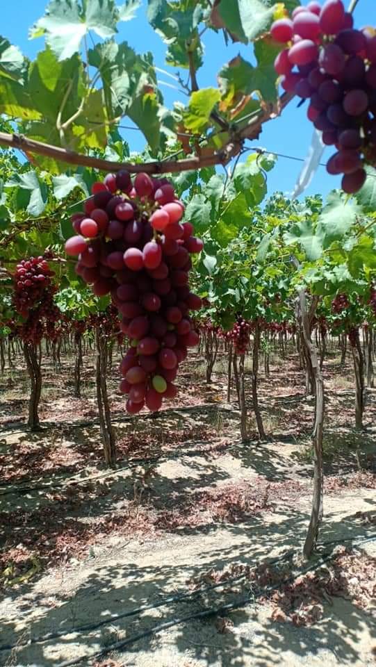 Bunches of Egyptian table grapes ripening on the vine