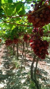 Bunches of Egyptian table grapes ripening on the vine