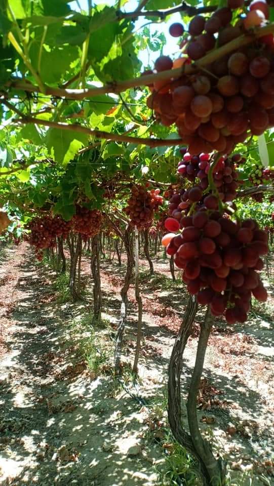 Bunches of Egyptian table grapes ripening on the vine