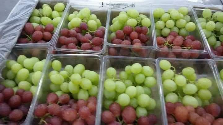 Red and white table grapes packed into retail punnets