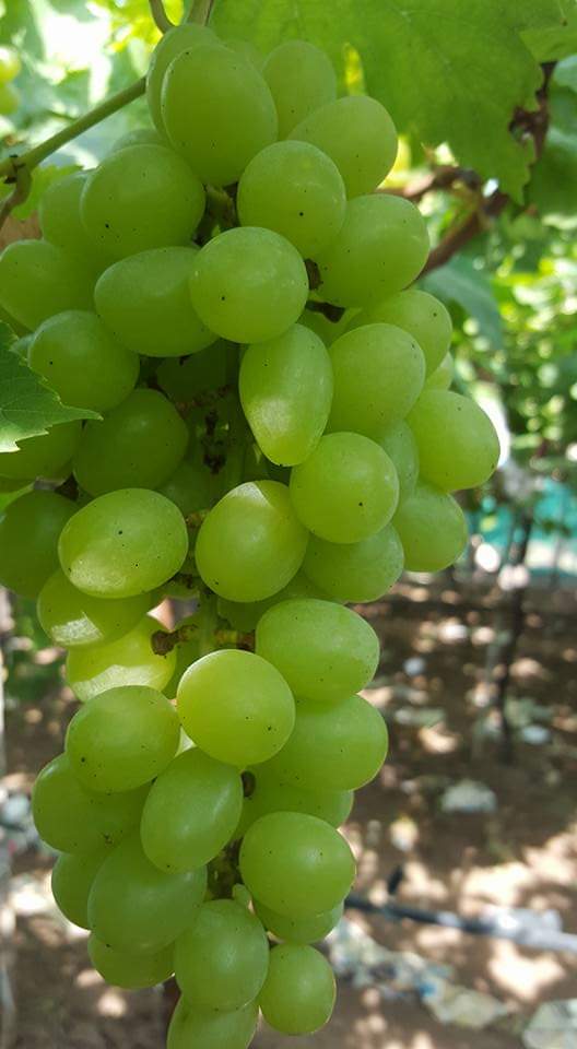 Bunches of white table grapes ripening on the vine