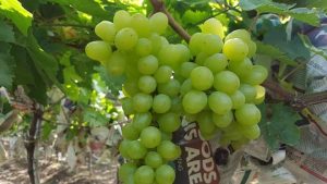Bunches of white table grapes ripening on the vine