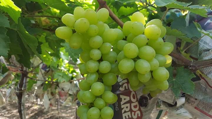 Bunches of white table grapes ripening on the vine